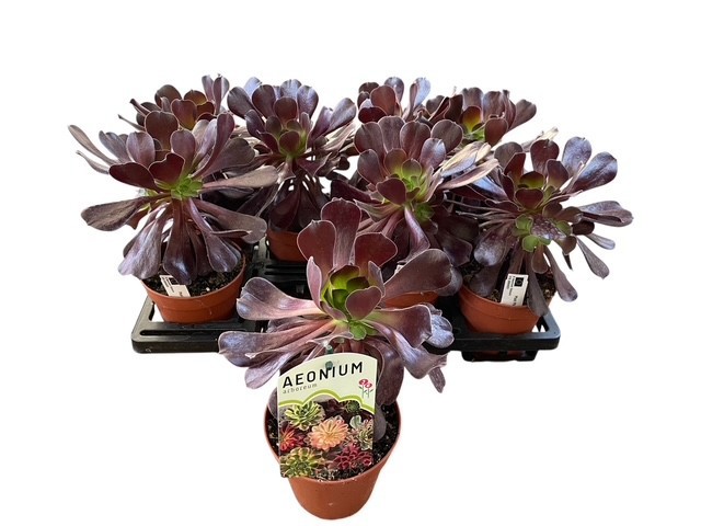 Aeonium Velours, D 13