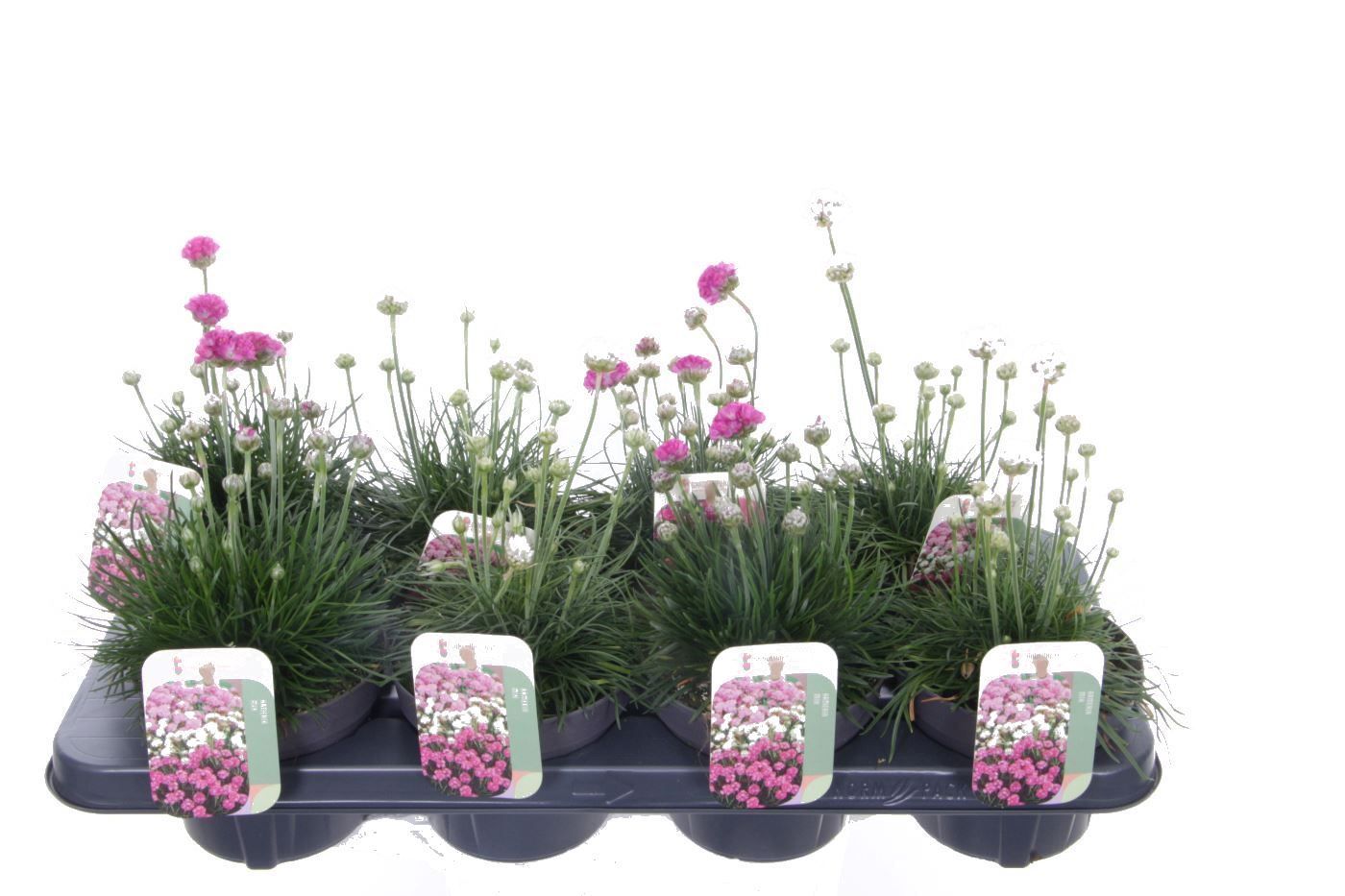 Armeria maritima mix, D 13