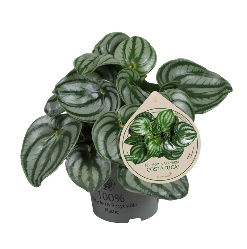 PEPEROMIA ARGYREIA 'COSTA RICA©', D 12