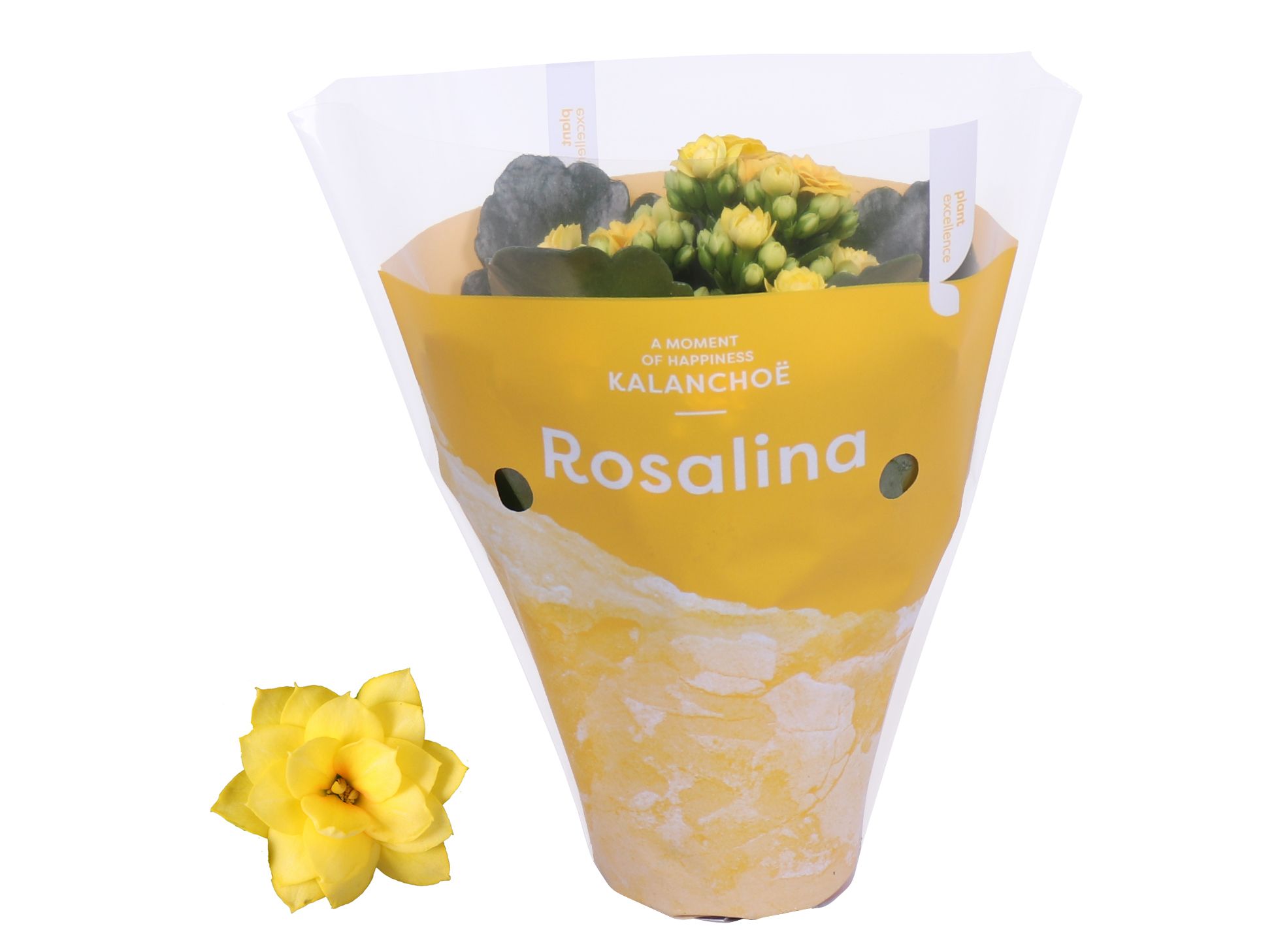 Kalanchoe Rosalina 07cm TST Don Amarillo, Gele hoes, D 7