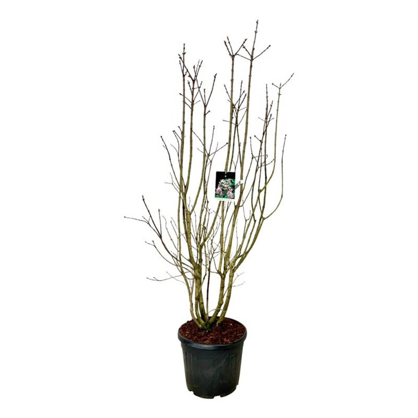 Syringa v. Beauty of Moscow, D 50