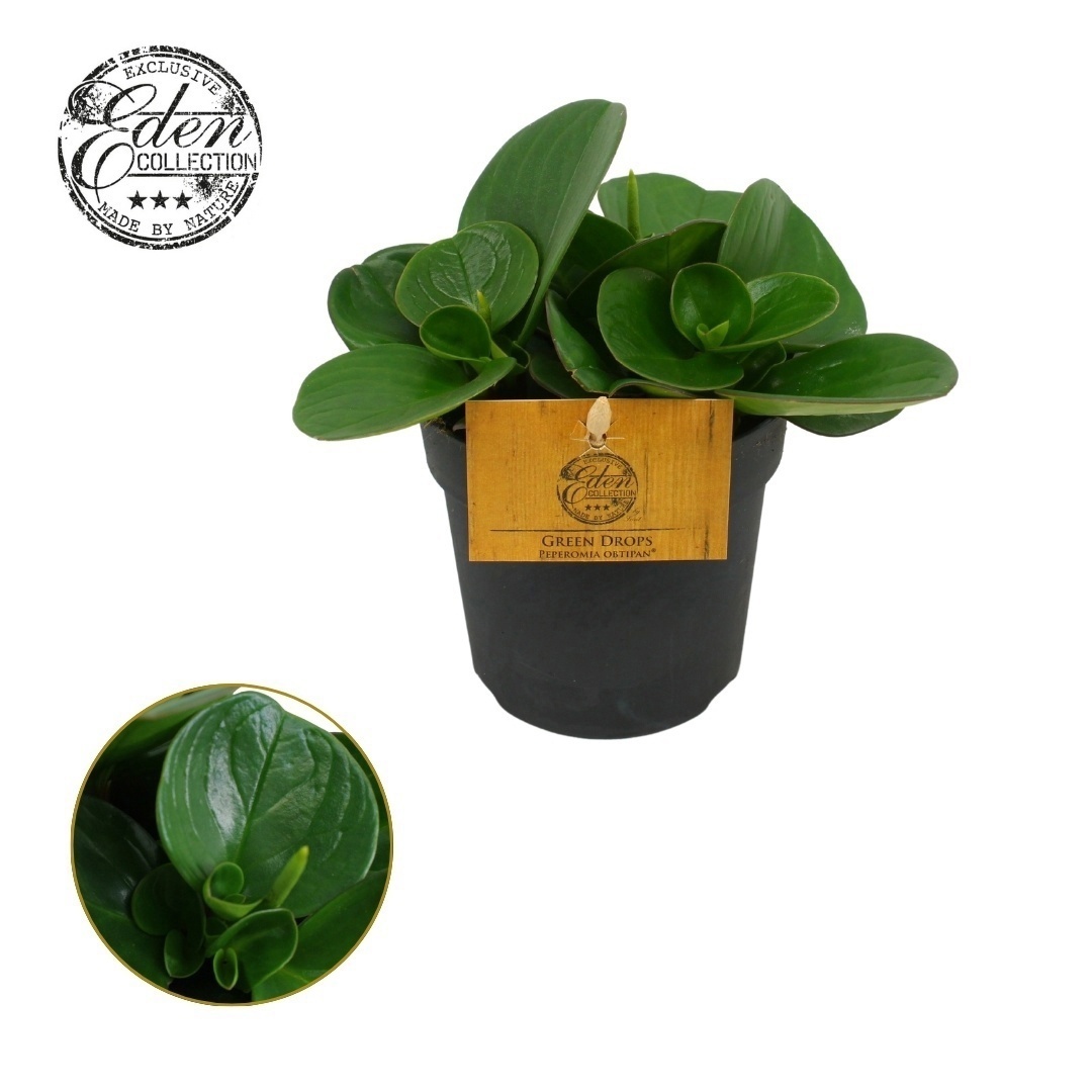 Peperomia Obtipan Groen 10,5cm, D 10,5