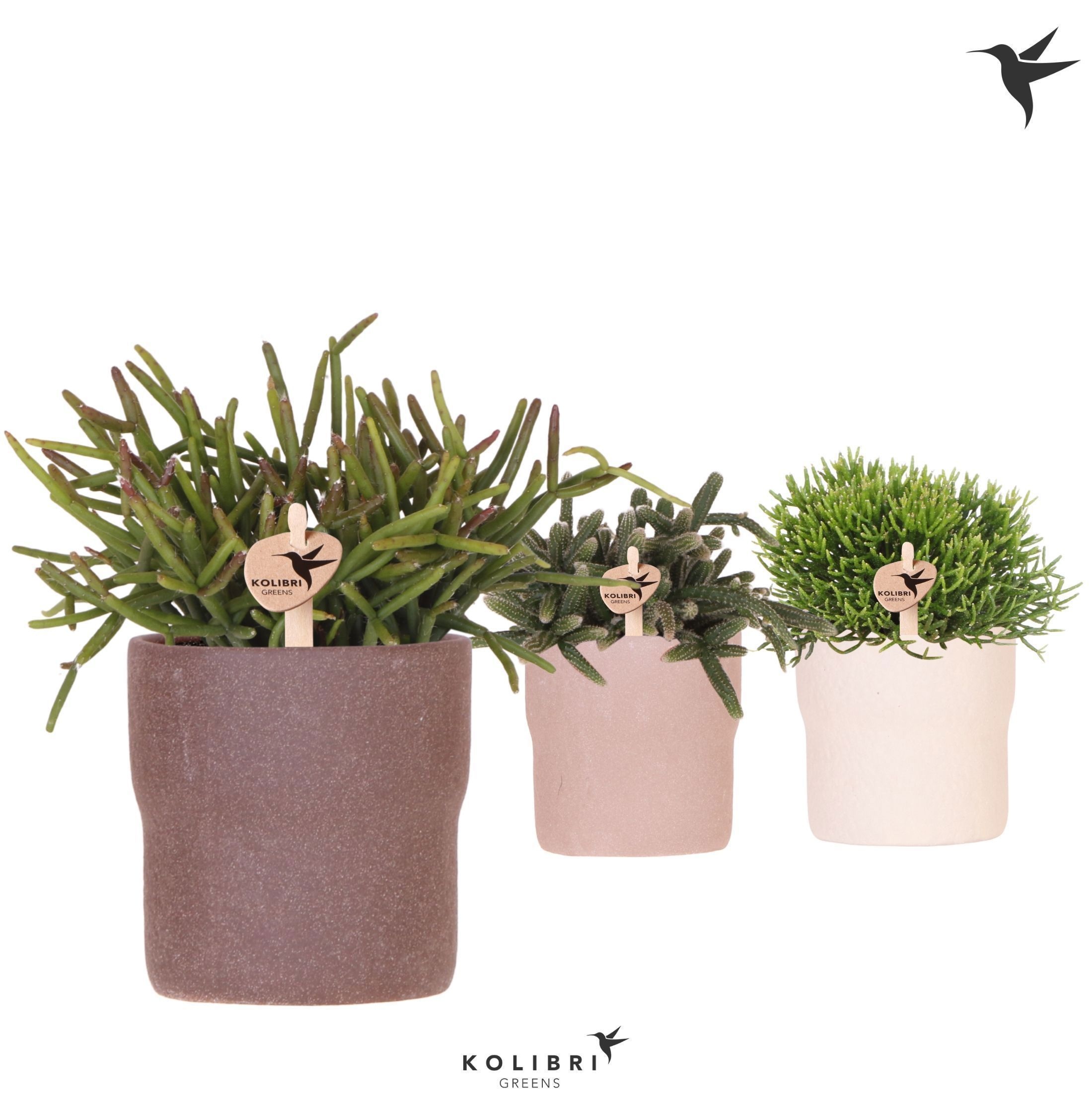 Kolibri Greens Rhipsalis mix in Rustic pot sand mix, D 9