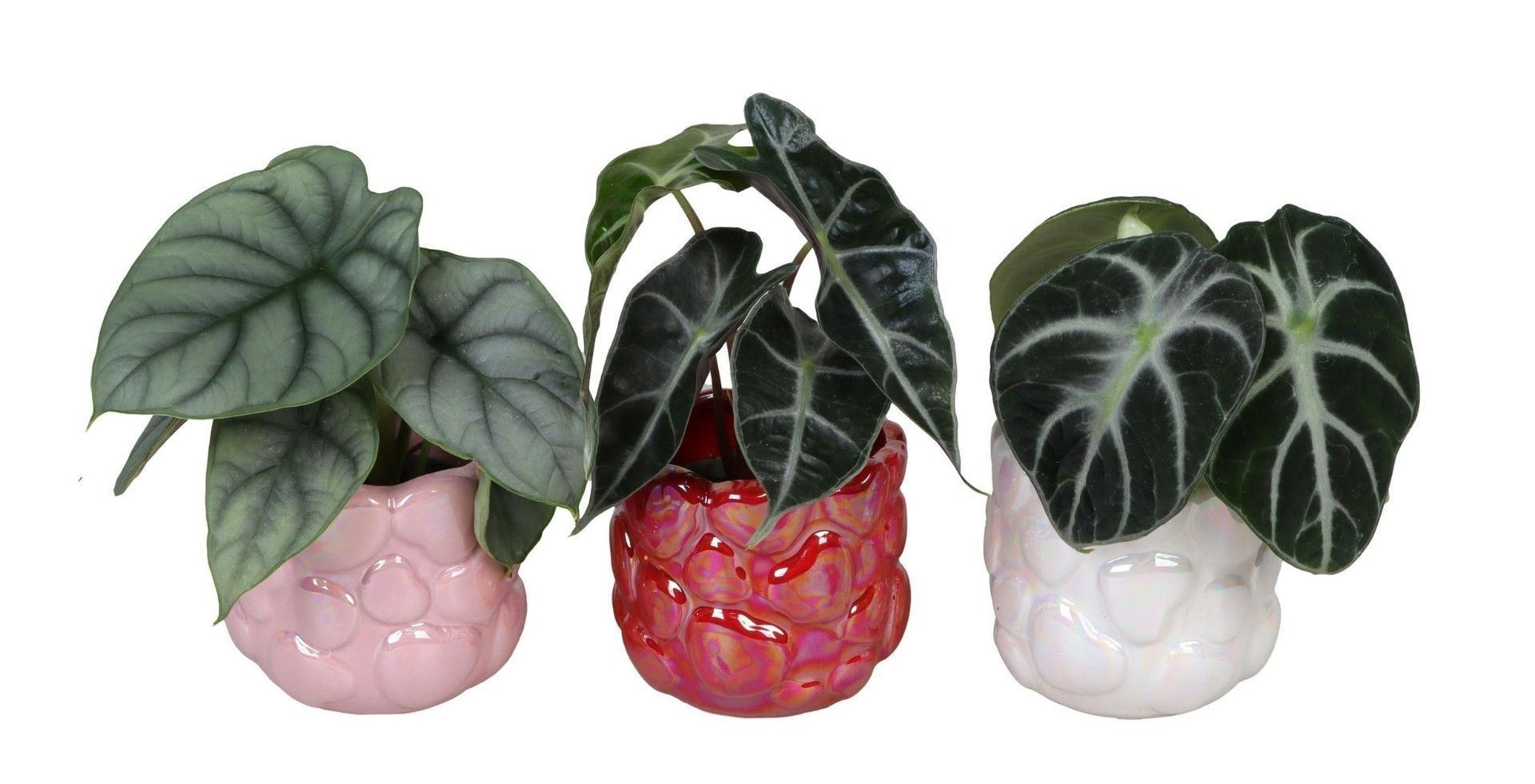 L 66723 with Alocasia Mix 6 cm, D 6