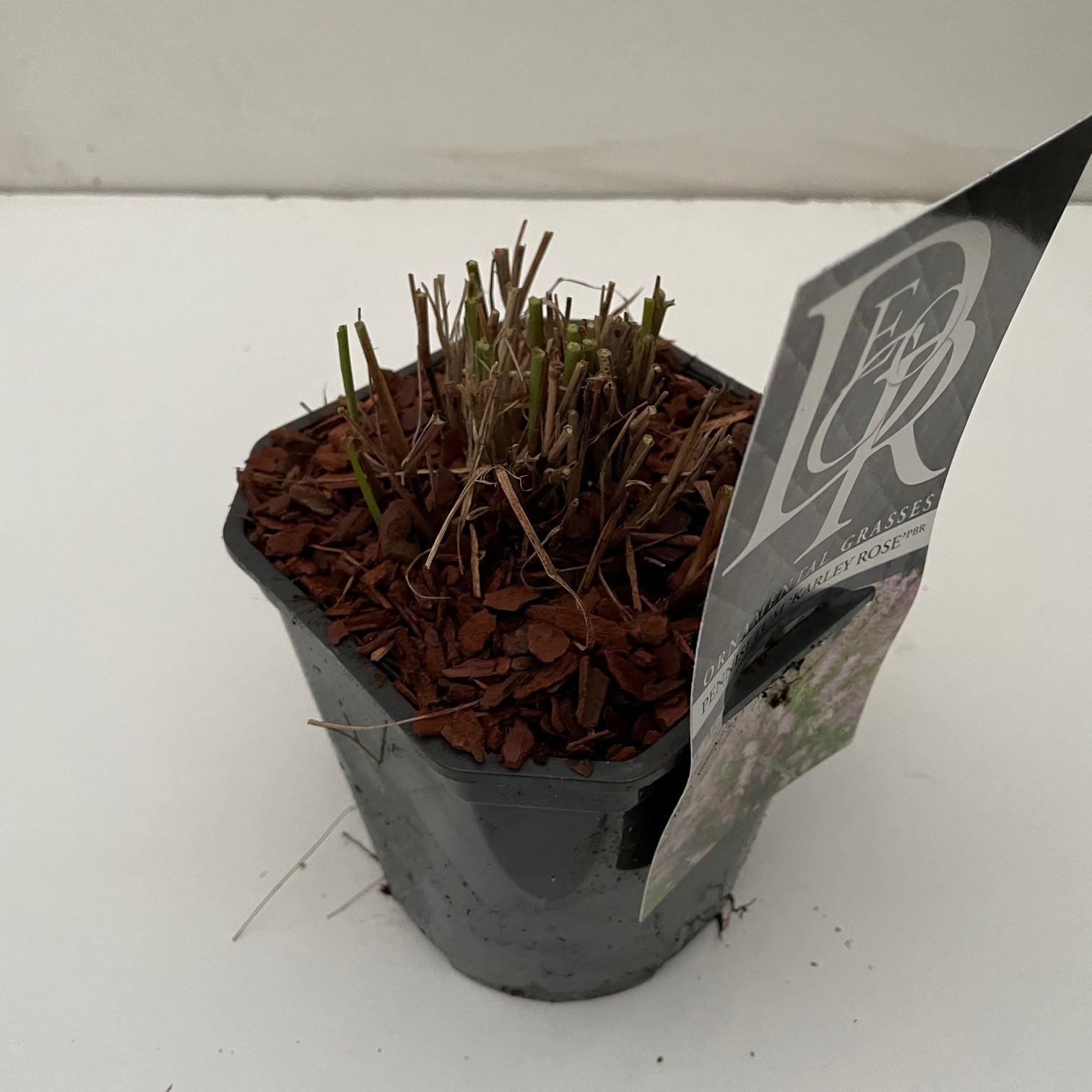 Pennisetum 'Karley Rose', D 17