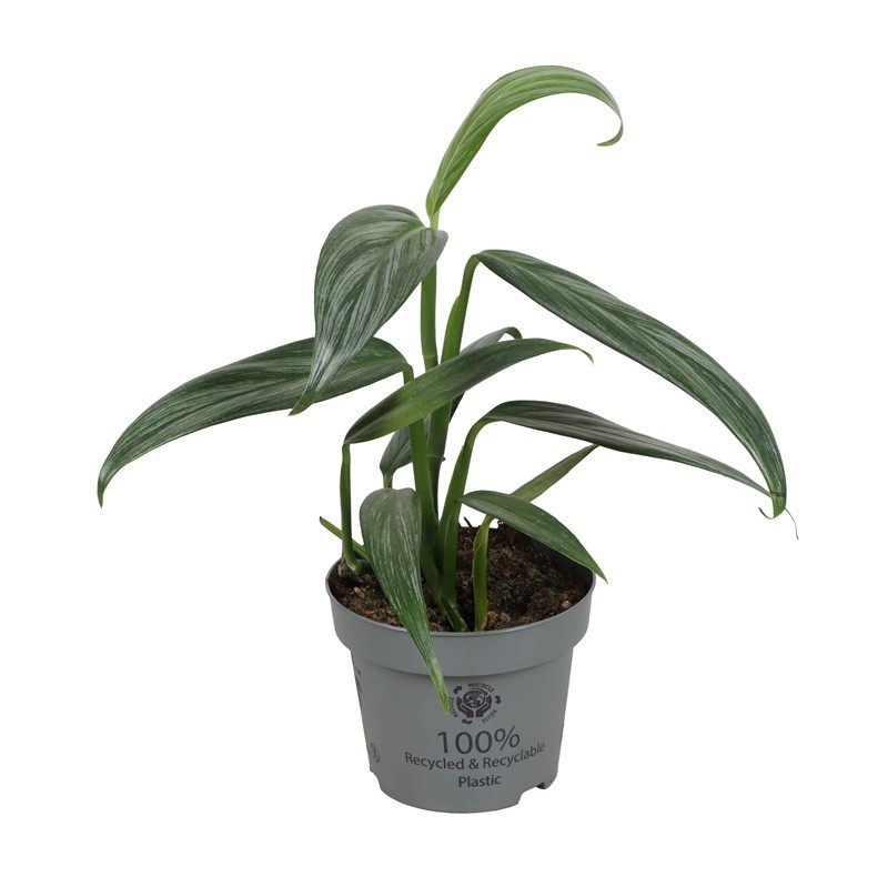 PHILODENDRON ERUBESCENS 'Silver strip', D 12