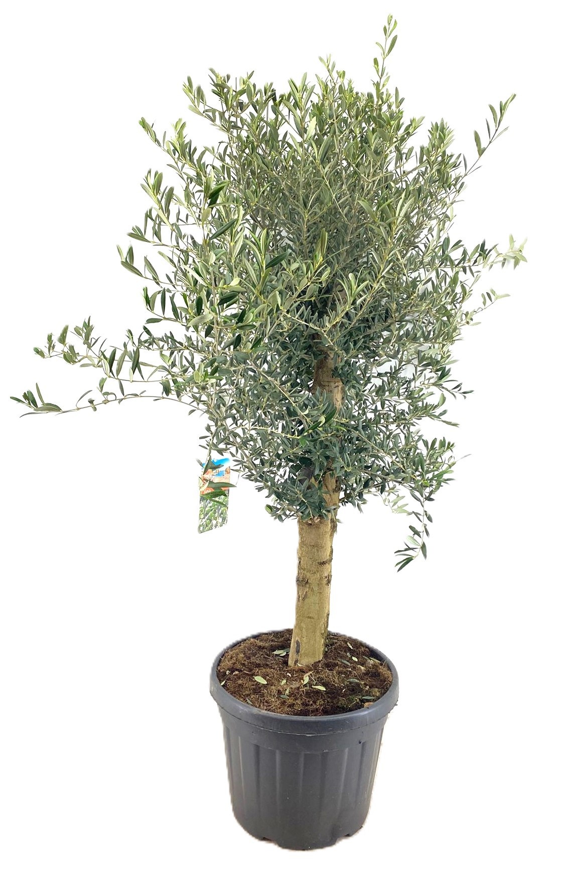 Olea europaea, D 45