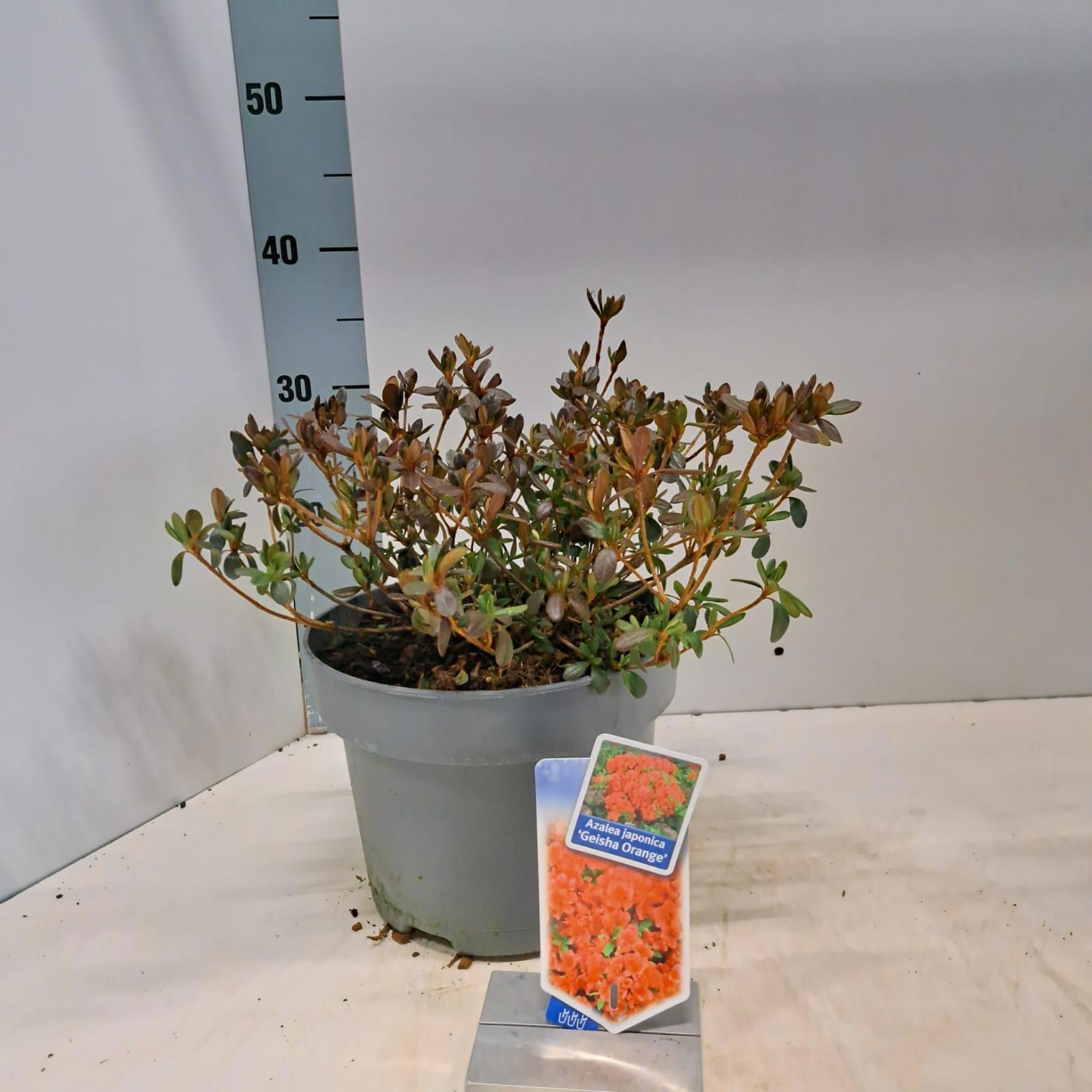 Rhododendron (AJ) 'Geisha Orange', D 23