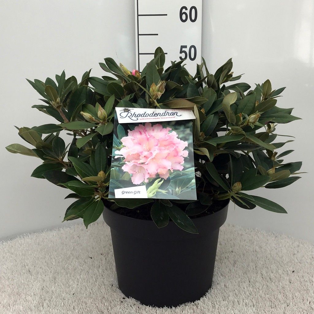 Rhodo. (Y) 'Dreamland' white/light pink, D 29