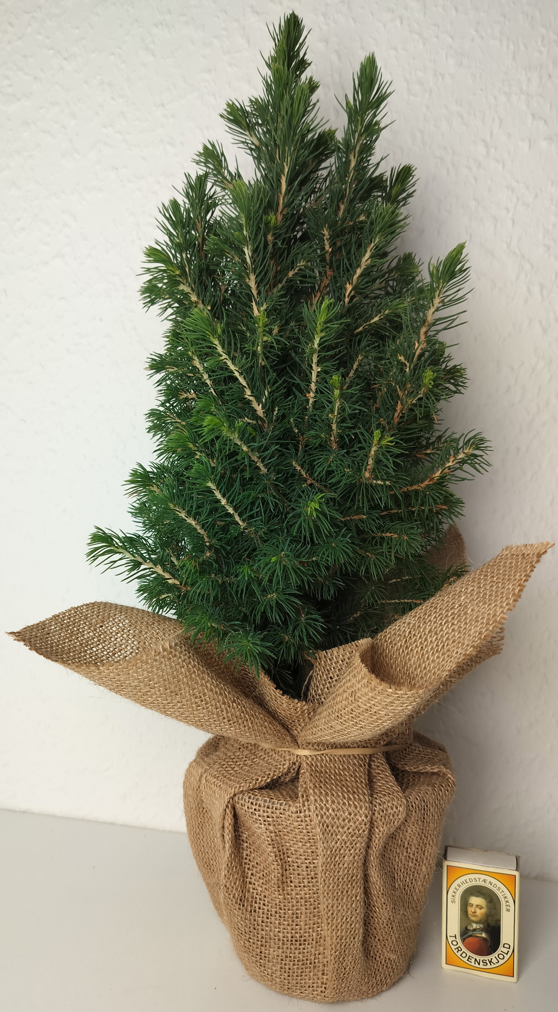 PICEA GLAUCA 'CONICA', D 15