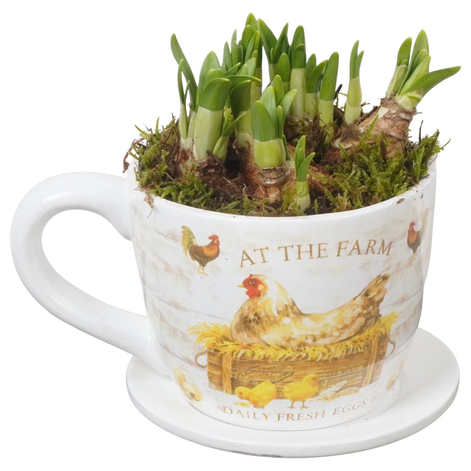 PTNP4505 Arrangement Narcissus Easter in keramiek kop en schotel, D 14