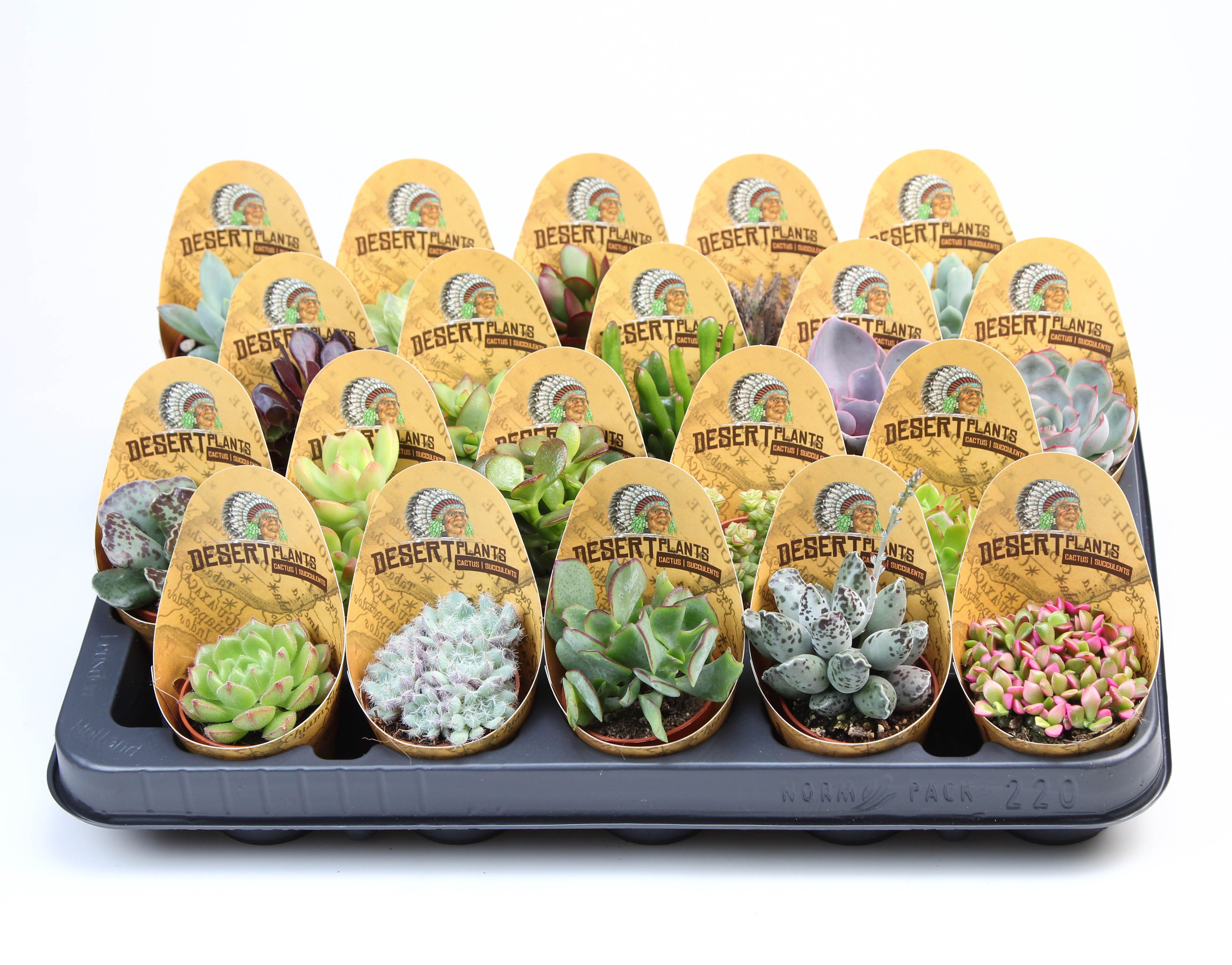 Potcover desert plants succulenten mix, D 5,5