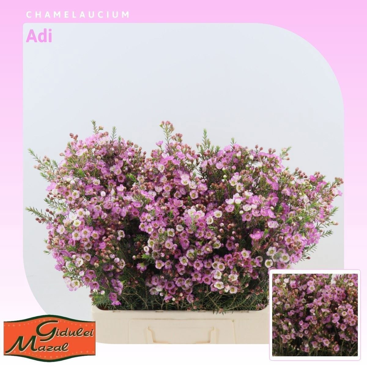 Шамелациум Ади 50 (роз.), шт.