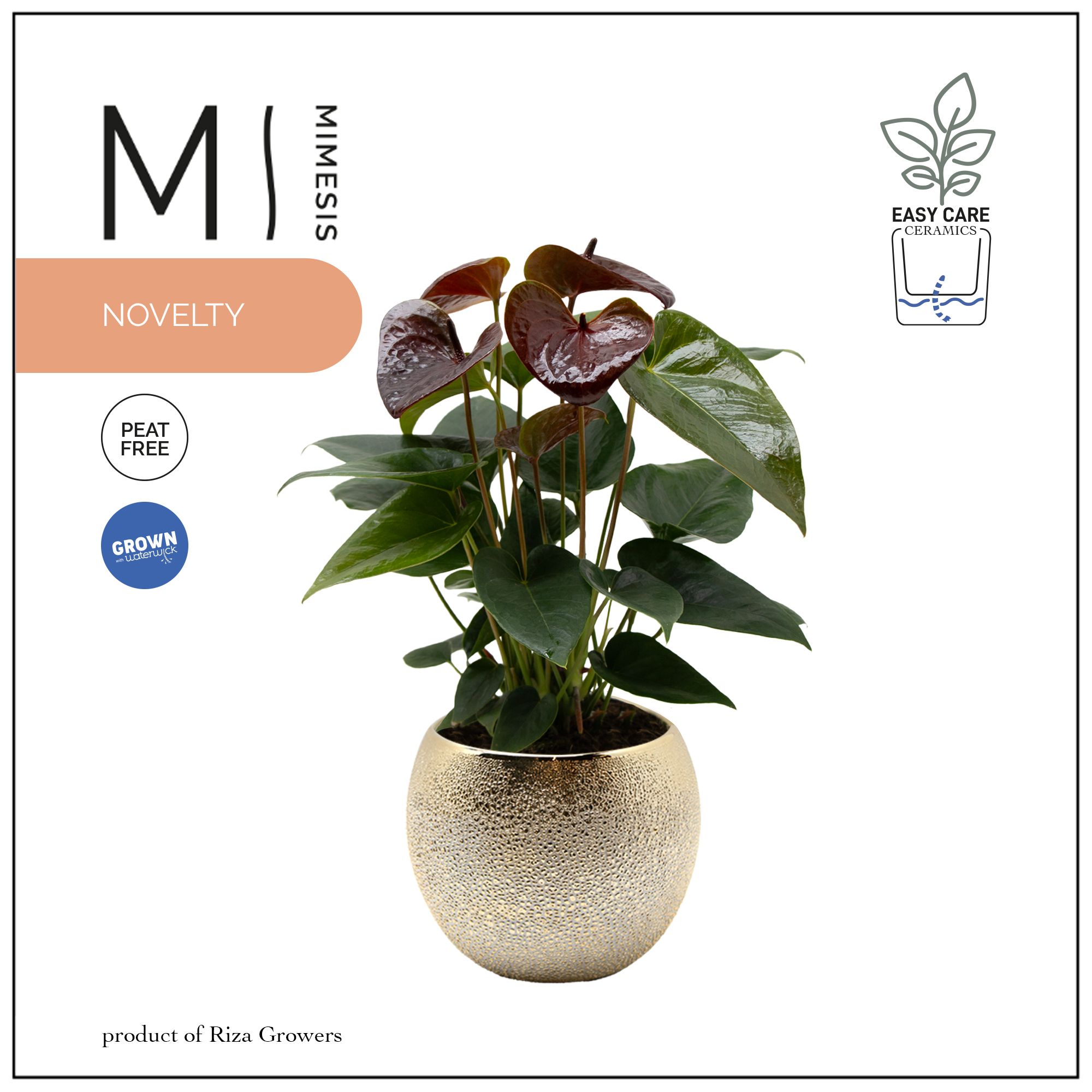 Mimesis Anthurium KARMA Essencia - 12cm Bubbly Gold, D 12