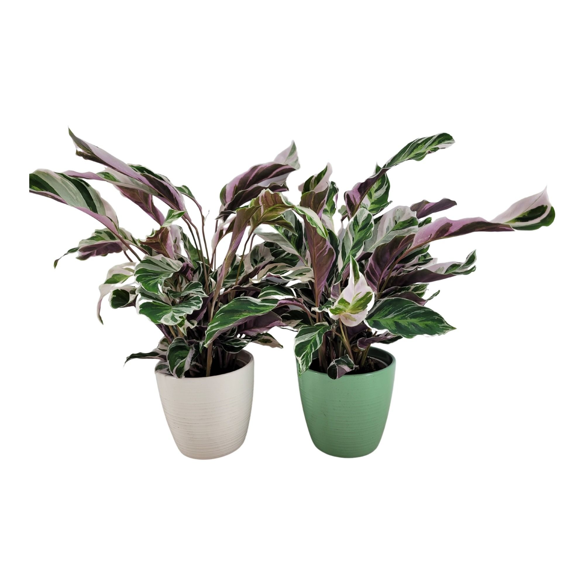 Calathea Fusion white (keramiek), D 15