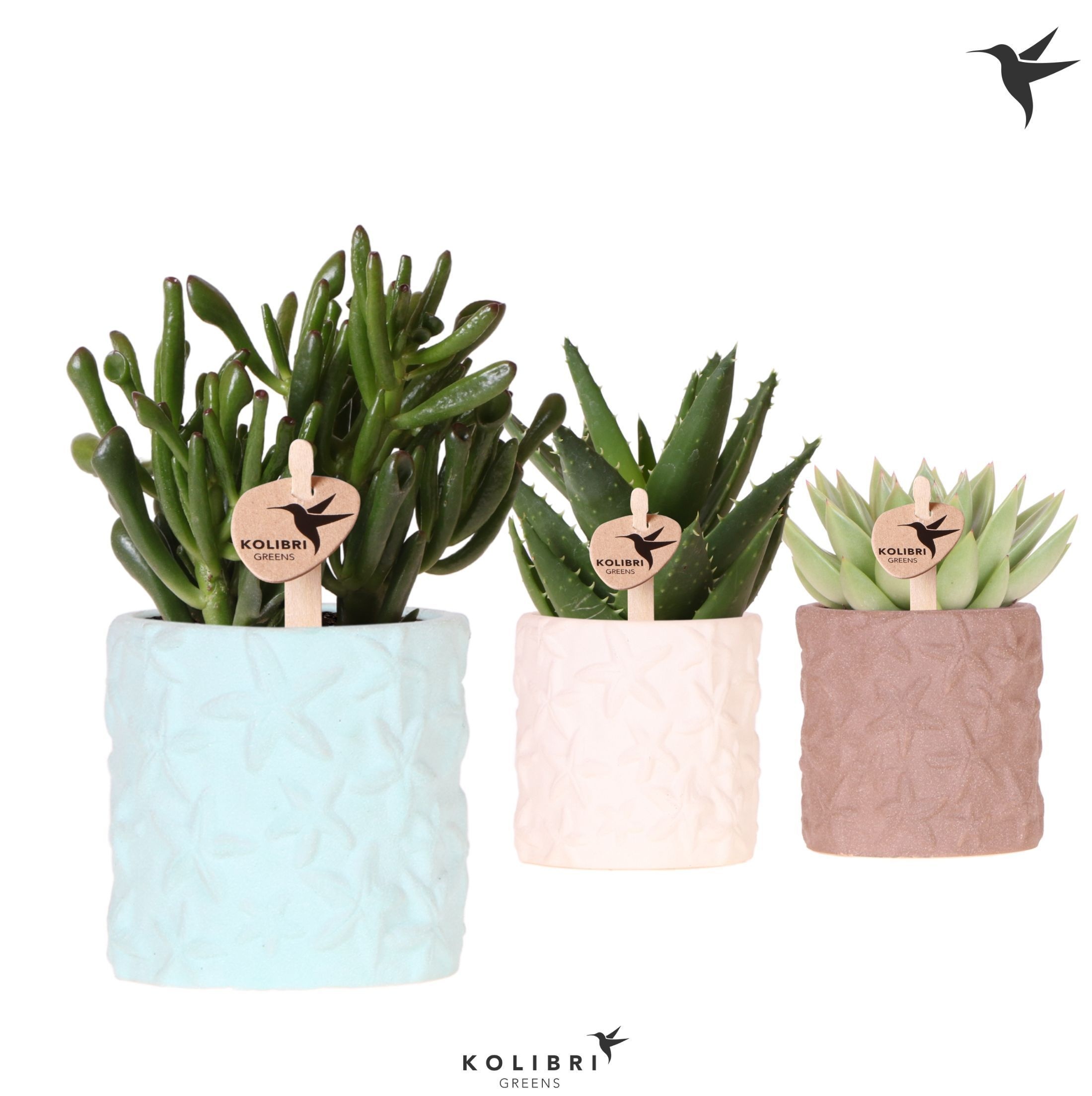 Kolibri Greens Succulenten mix in Star Fish pot mix, D 9