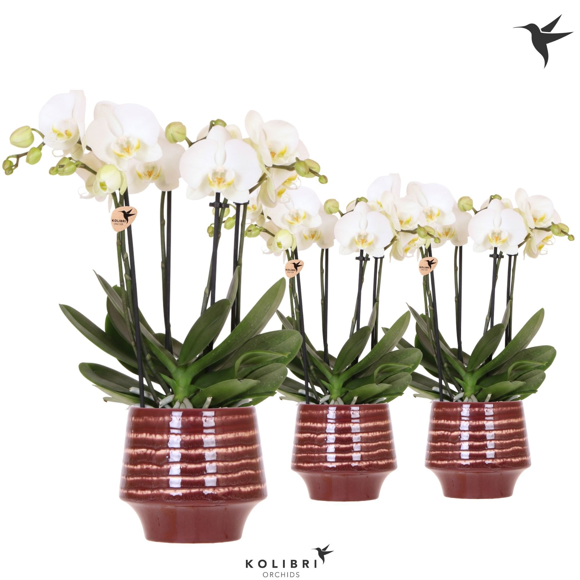Kolibri Orchids Phalaenopsis Jewel Ghent 4 spike in Moonstone pot red, D 12
