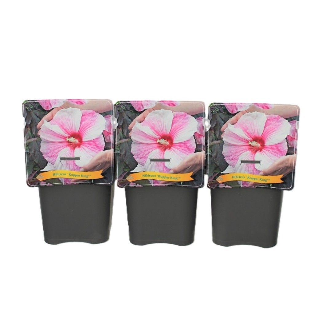 Hibiscus 'Kopper King' C5, D 21