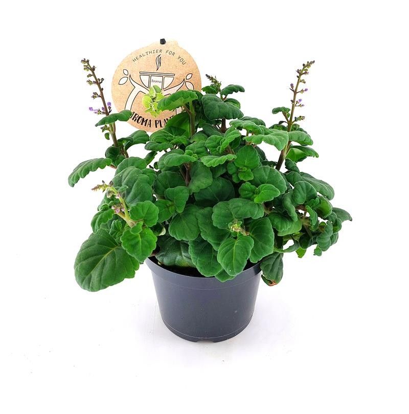 PLECTRANTHUS-HYBRID, D 12