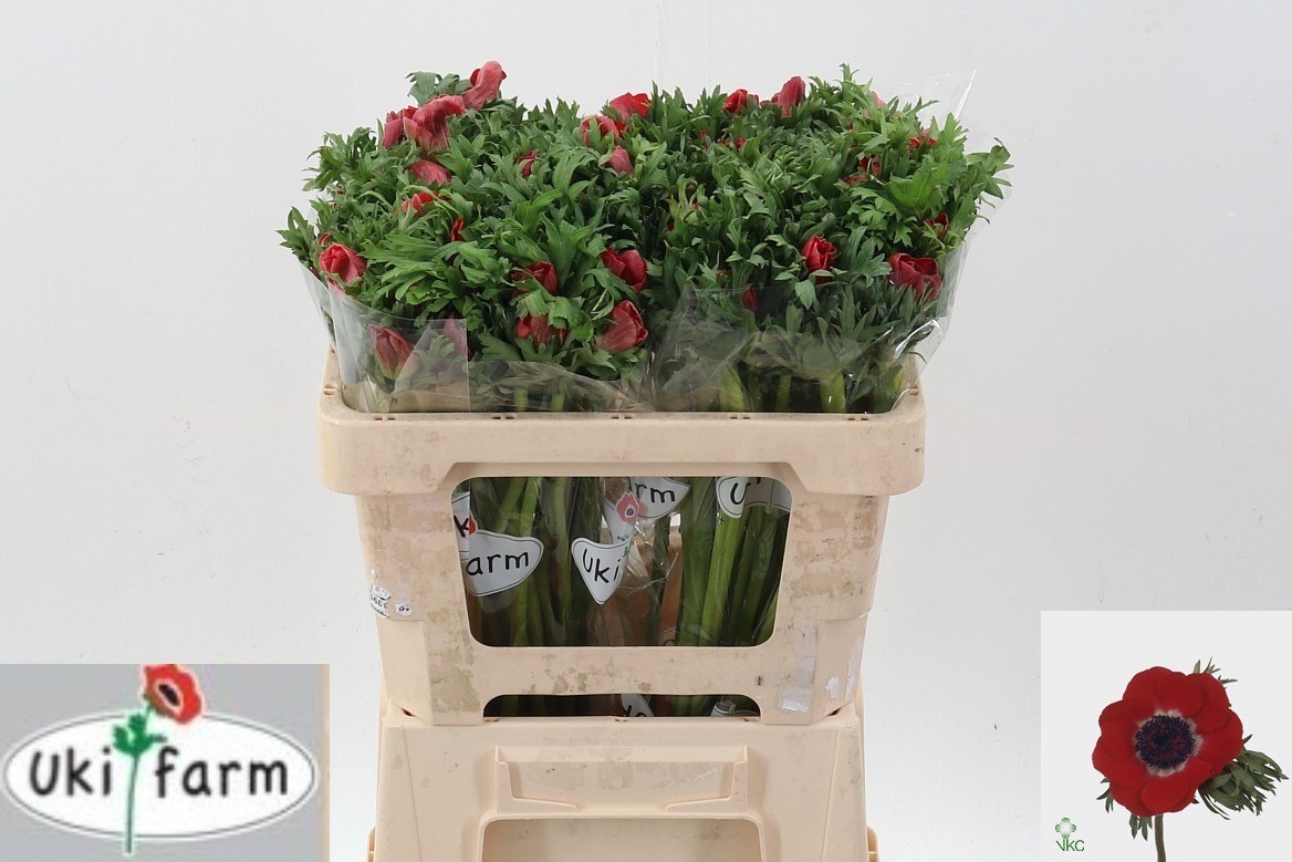 Анемон Галил Рэд 50 (красн.), шт.