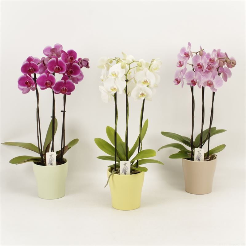 Phalaenopsis gemengd 3 tak gemengd shorty in voorjaars keramiek, D 12