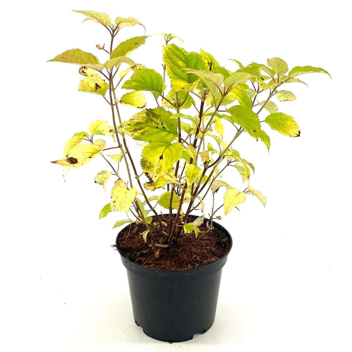 Hydrangea a. Candybelle Bubblegum, D 19