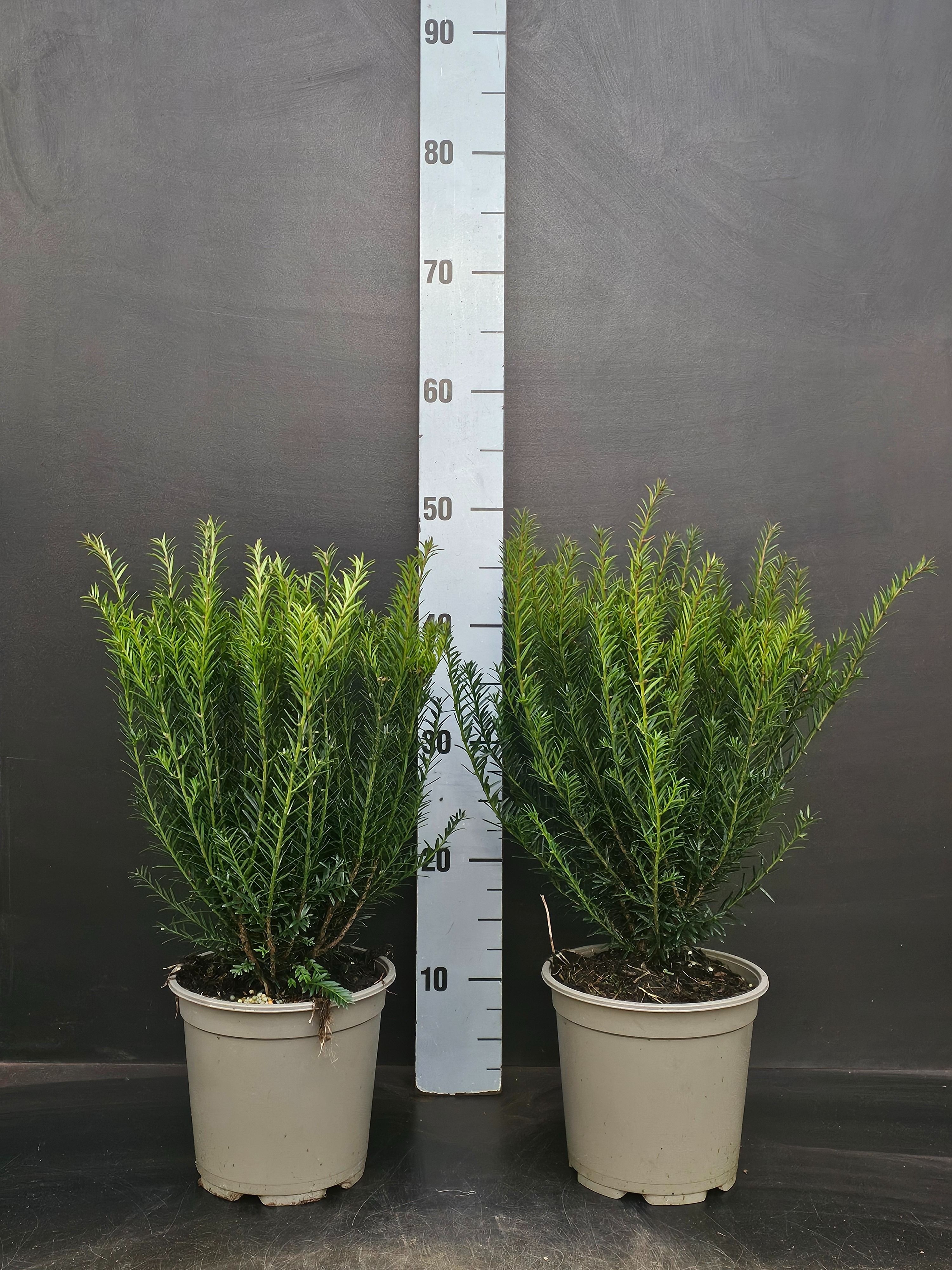 Taxus baccata 'Renke's kleiner Grüner', D 13