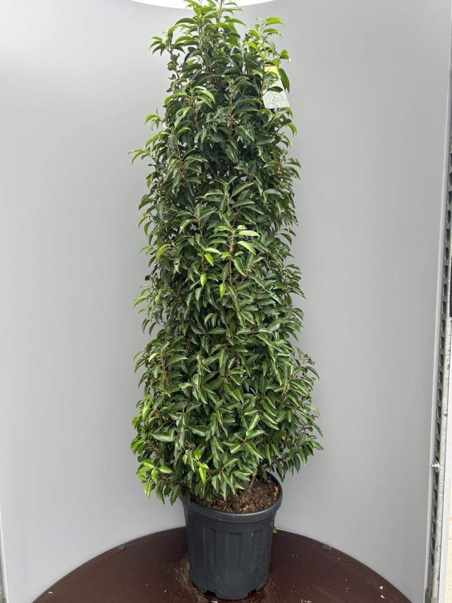 Prunus l. 'Angustifolia', solitair, D 39