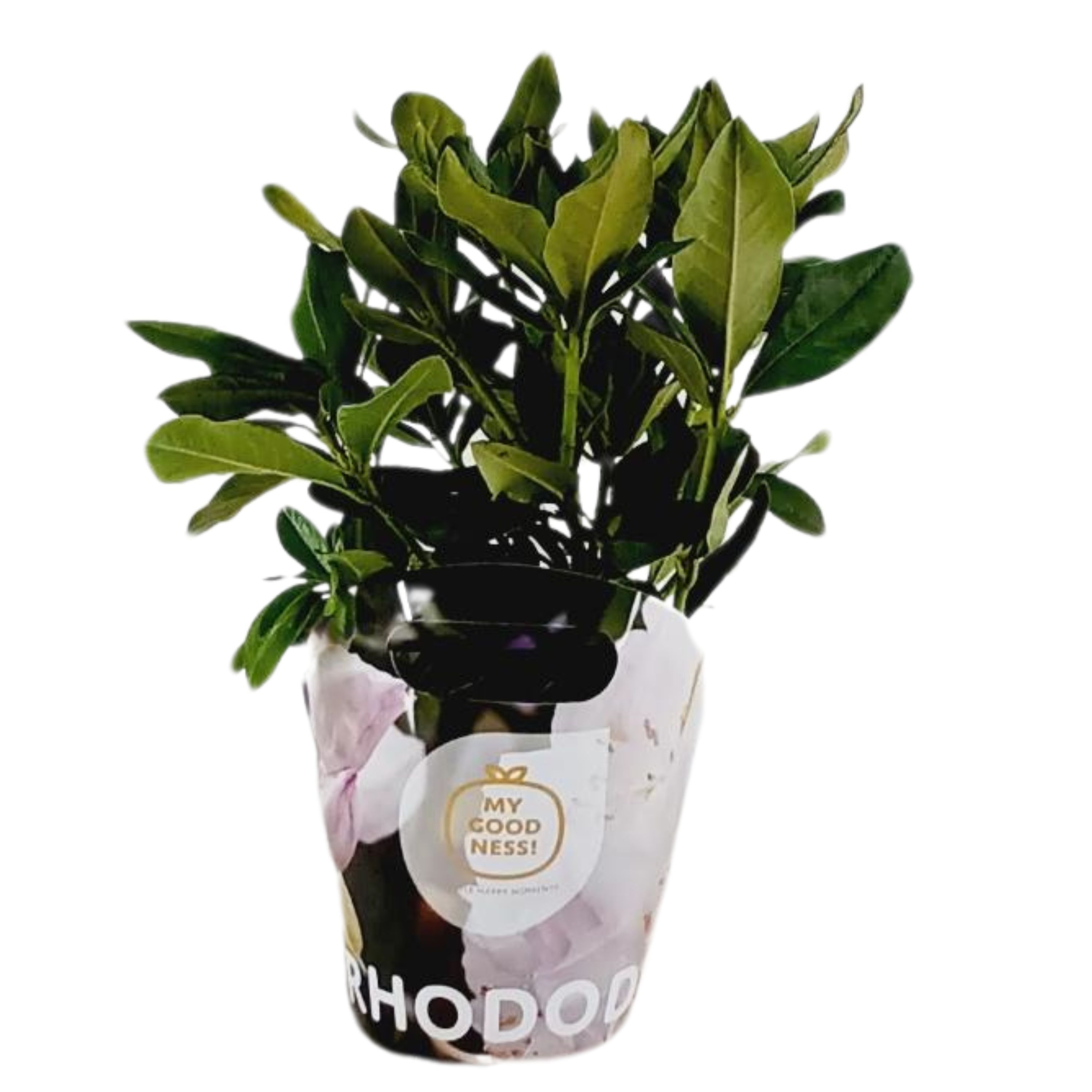 Rhododendron 30-35 /2 liter 'Wit' met potcover, D 17