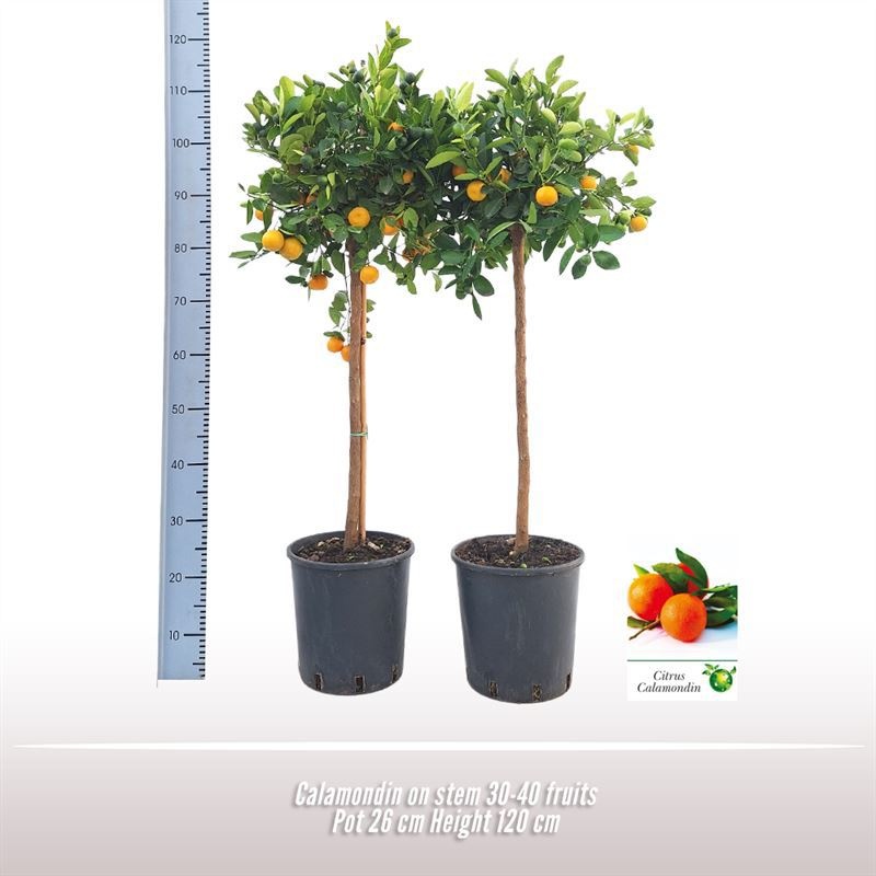 Calamondin op stam, D 26
