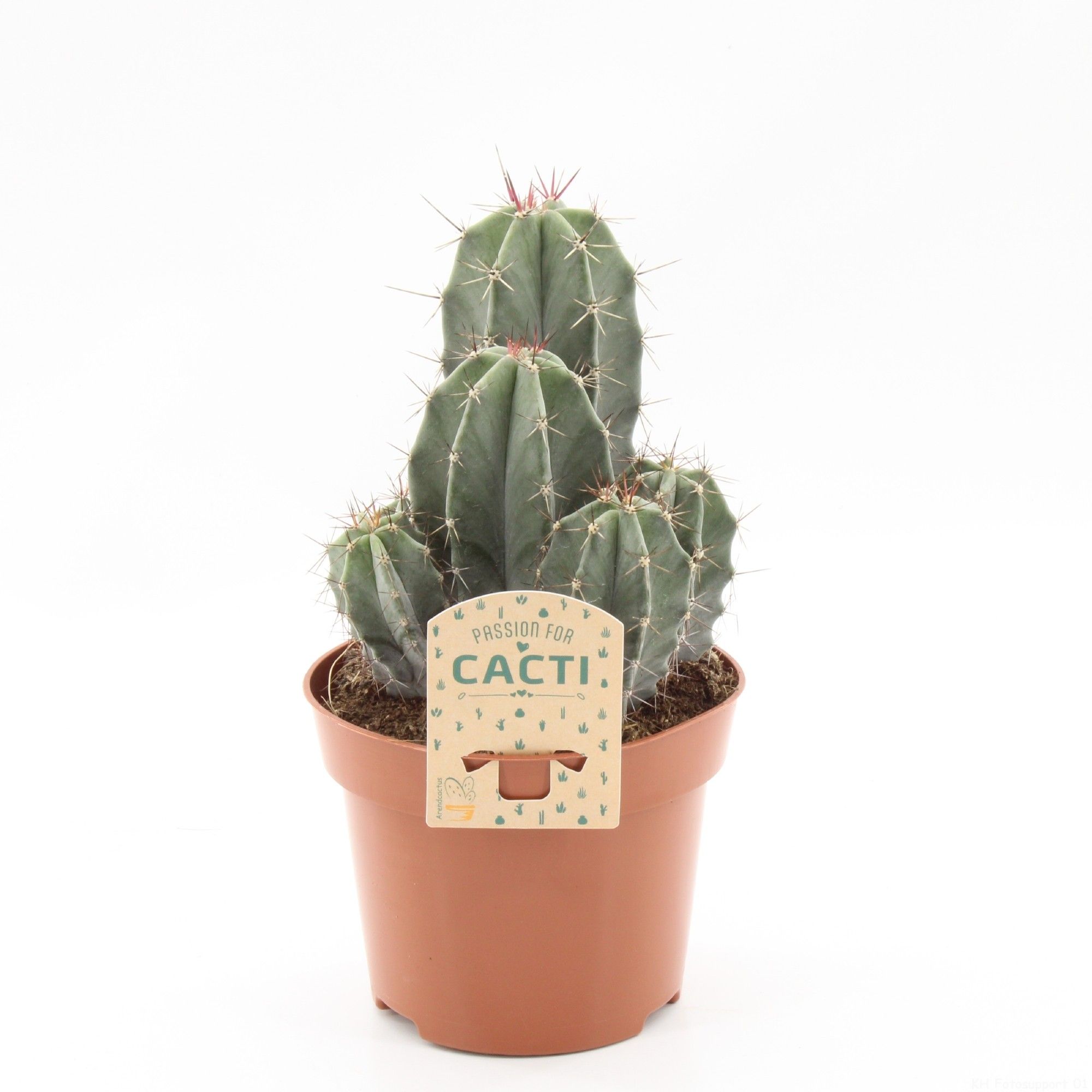 Stenocereus pruinosus, D 12