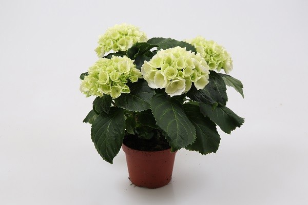 HYDRANGEA MACROPHYLLA 'SCHNEEBALL', D 12