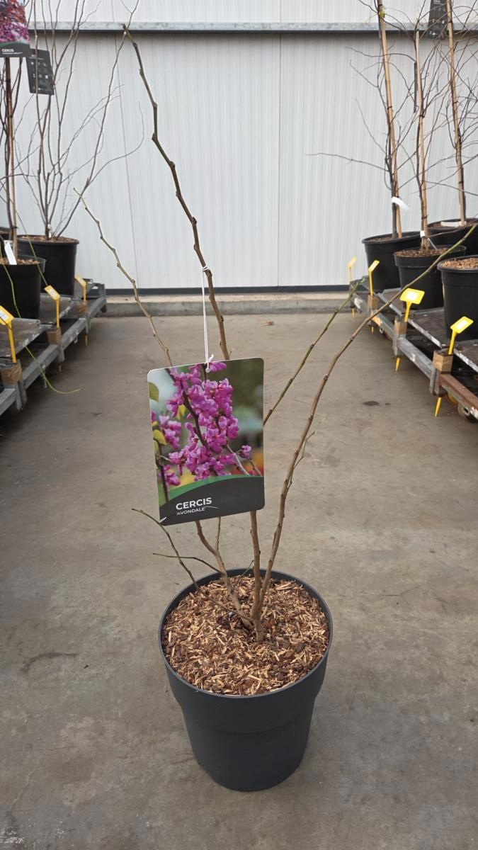 Cercis chinensis 'Avondale', D 29