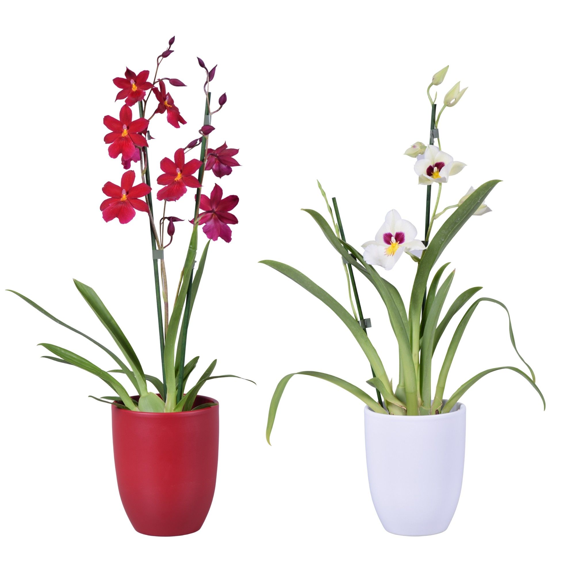 Christmas mix 2 tak met rood en wit keramiek, D 14