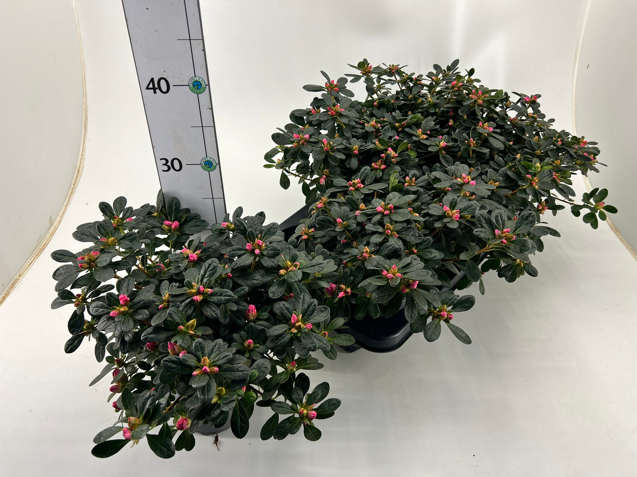 Rhododendron simsii T14 pink/red, D 14