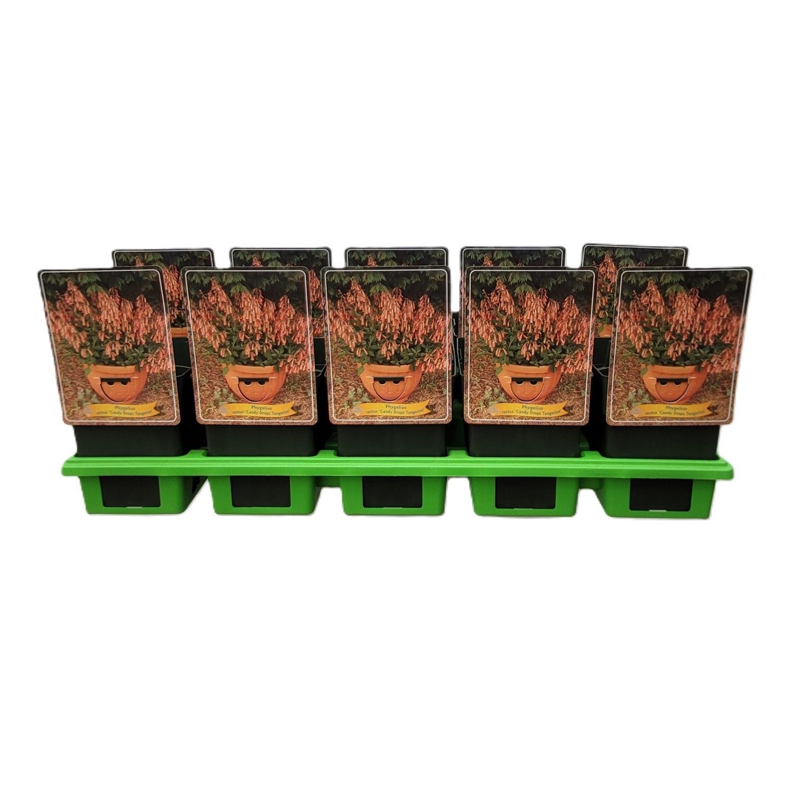 Phygelius rectus 'Candy Drops Tangerine' P11, D 11