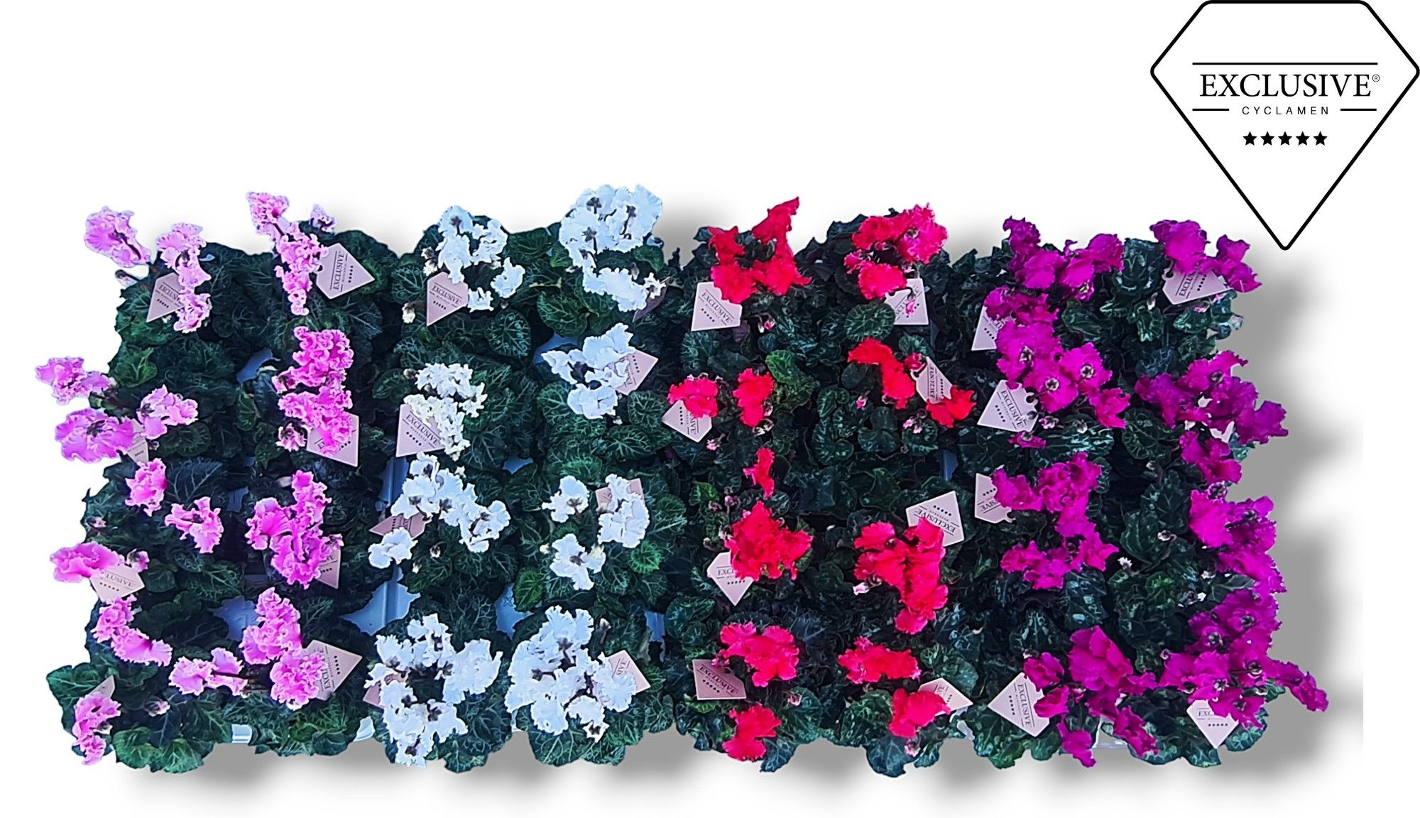 Cyclamen Exclusive® Merengue Op kleur, D 10,5