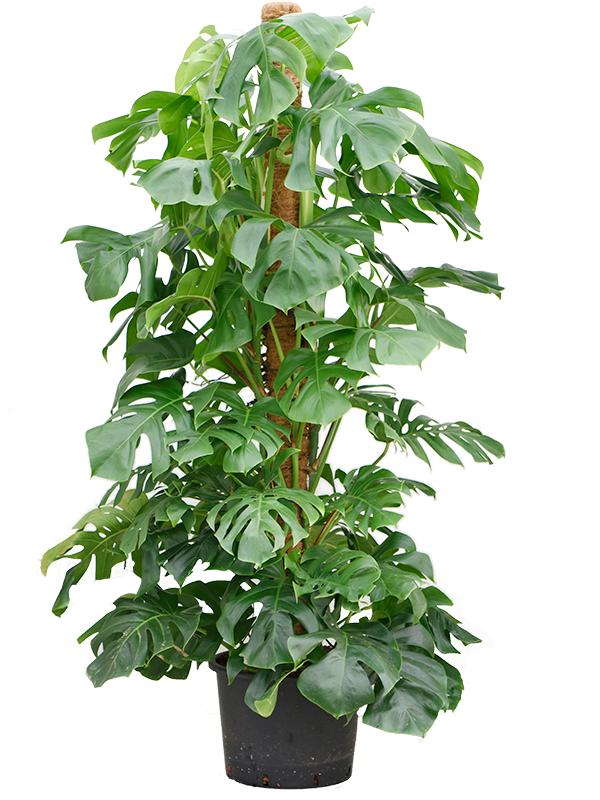 Monstera deliciosa, D 35