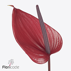 Антуриум Черато (красн.) x12, шт.