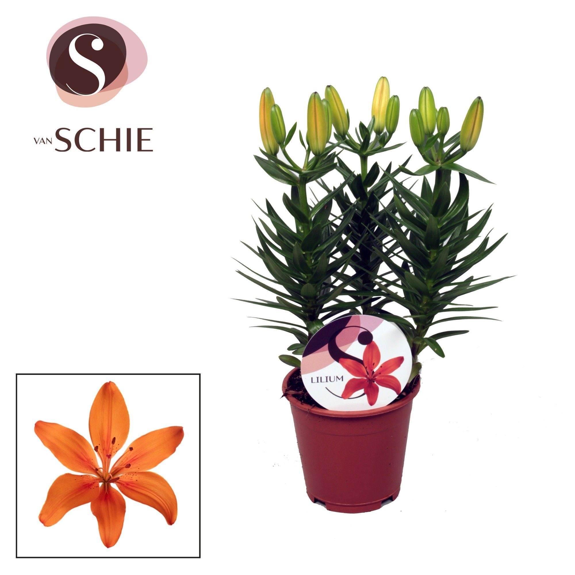 Lilium Az Matrix Orange 13cm, D 13