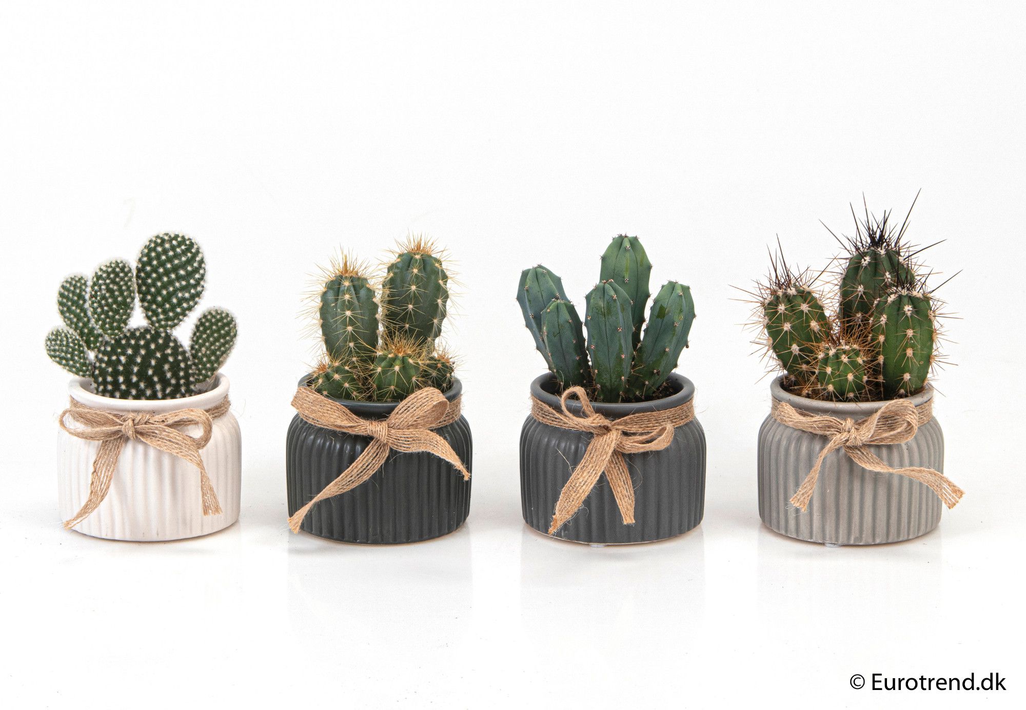Cactus in ceramic - New Look 2025, D 6