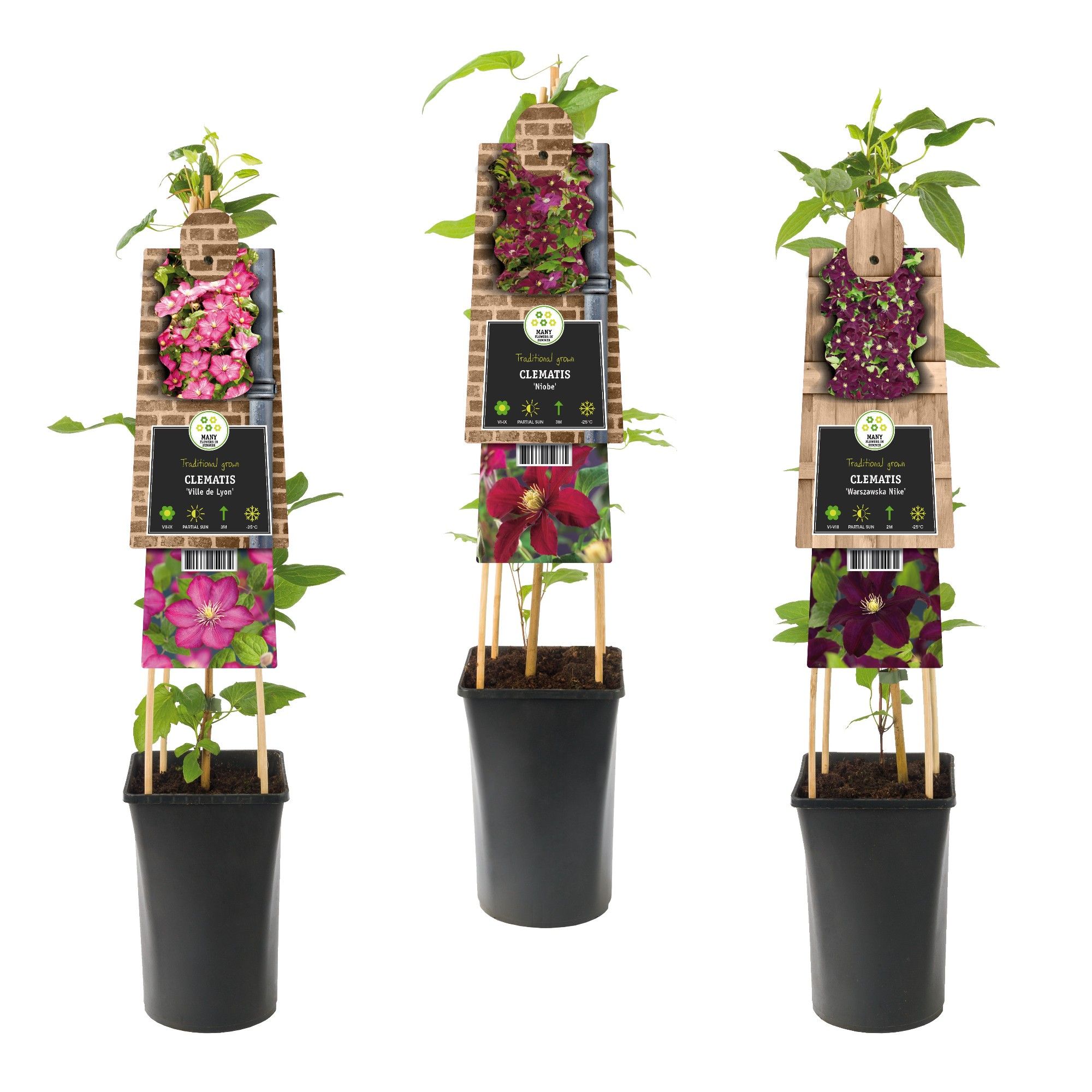 Mixshelf Clematis red +3.0 label, D 17