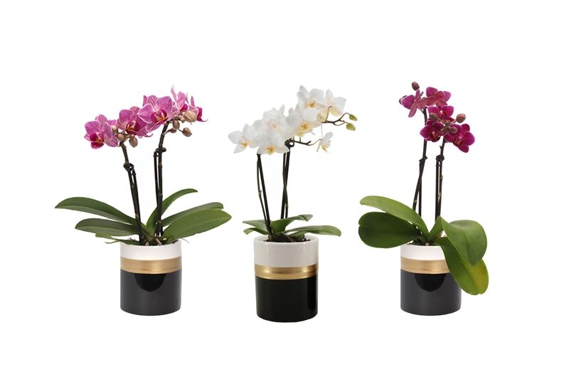 Dolomite p06 Horizon black Phal Tiny Dolls mix 2T10+ Aqu@, D 6