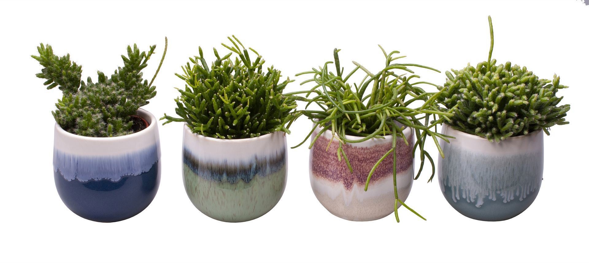 L 65413 with Rhipsalis Mix, D 6