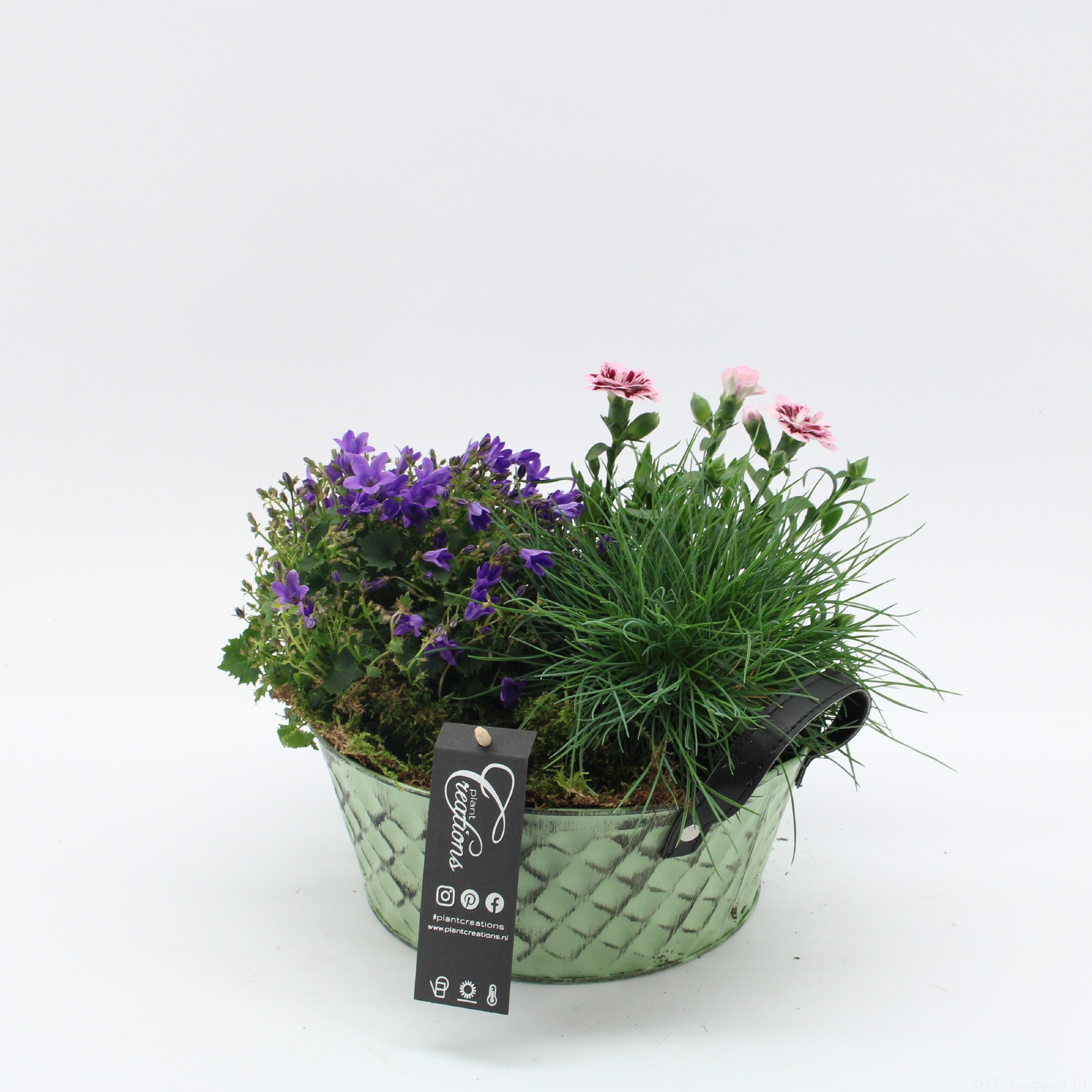 CACR-2615 Campanula creations, D 22