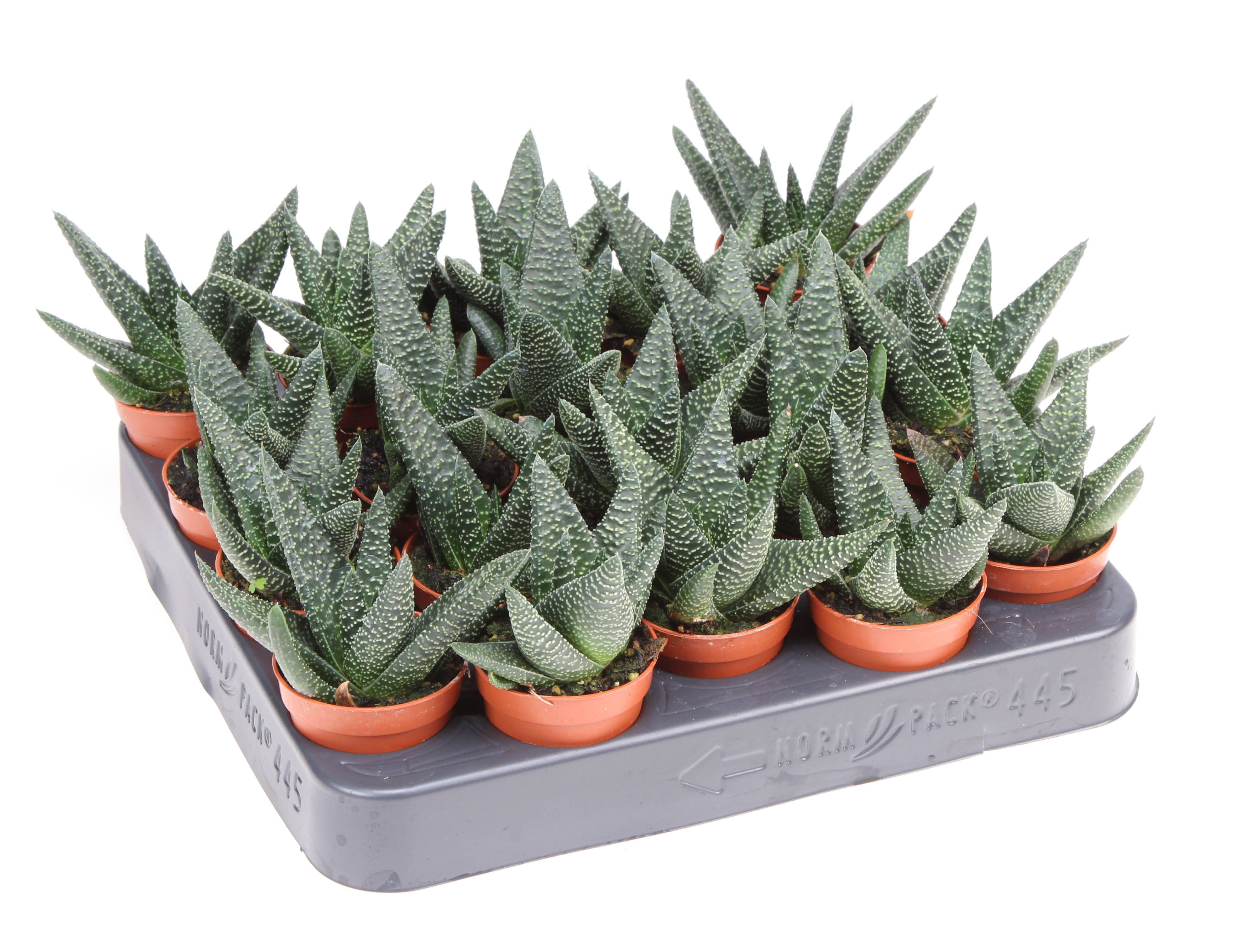 Haworthia Royal Highness, D 5,5