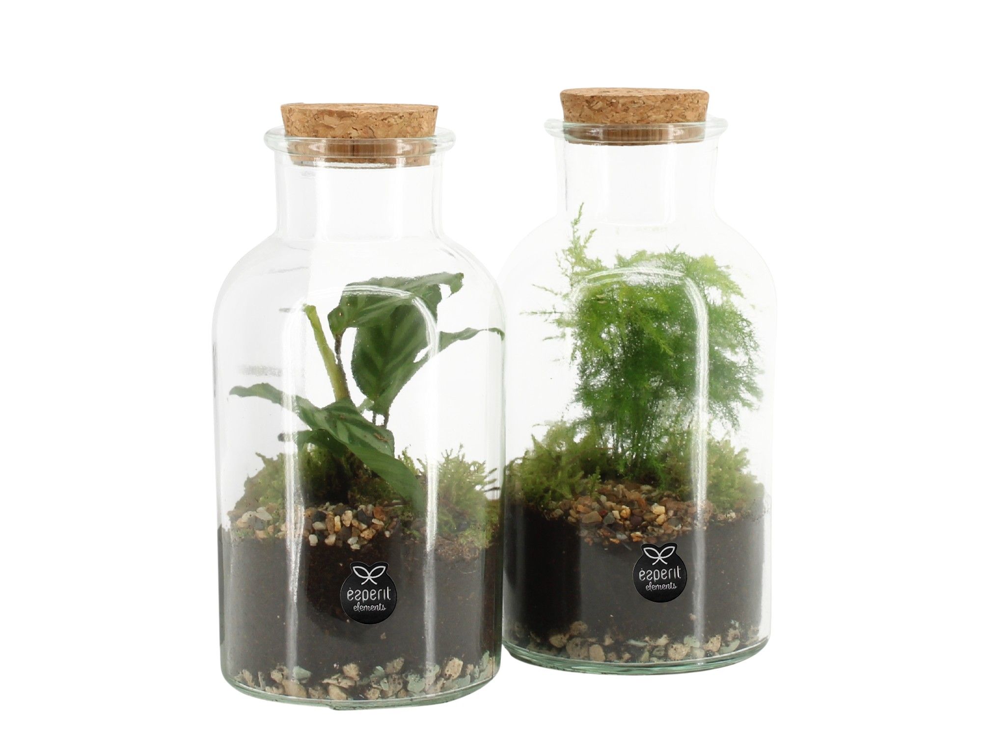 90578: Terrarium arrangement, D 10