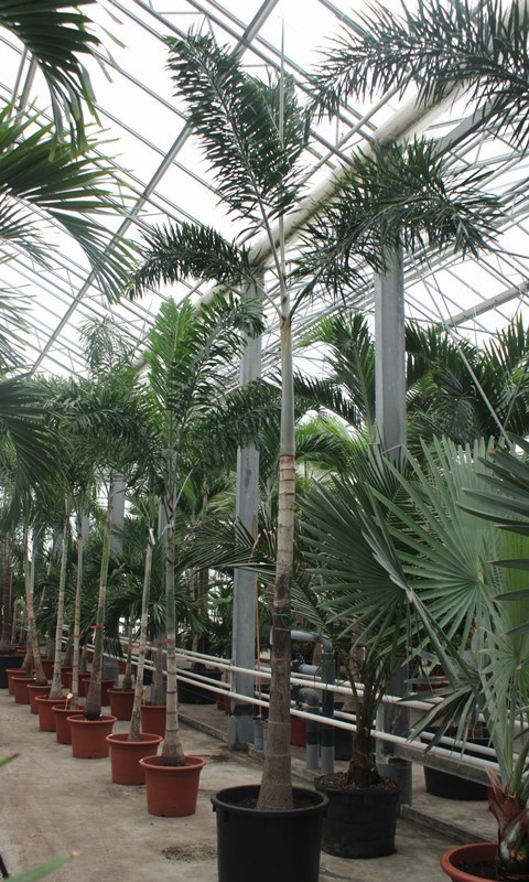 Wodyetia bifurcata, D 70