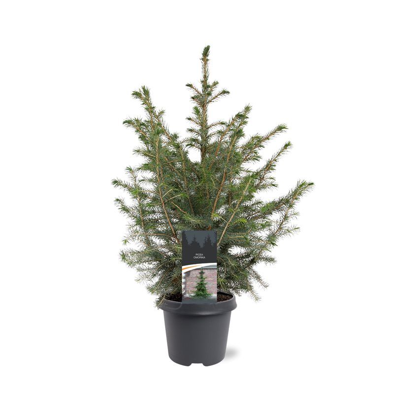 Picea omorika, D 23