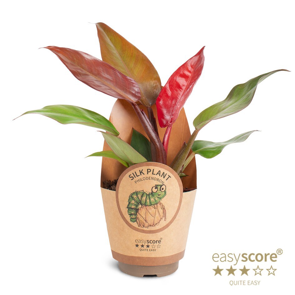 Philodendron ´Sun Red´, D 11